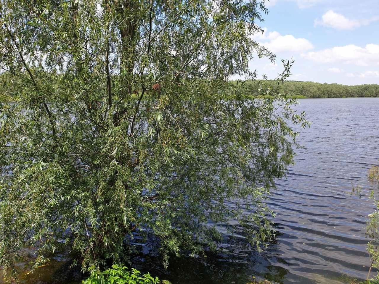 B&B Bela Vrba Backo Novo Selo Luaran gambar